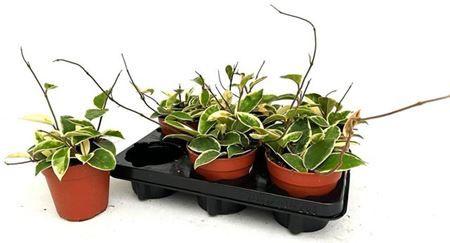 Горшечные цветы и растения оптом Hoya C Krimson Queen от 6шт из Голландии с доставкой по России