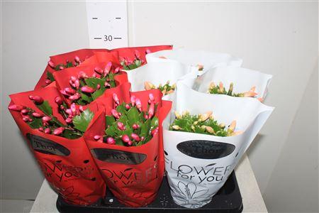 Горшечные цветы и растения оптом Schlumb Gem 2 Kl 45+ от 9шт из Голландии с доставкой по России