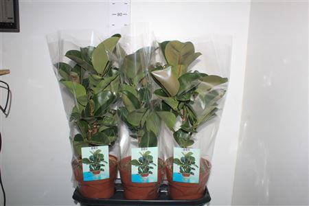 Горшечные цветы и растения оптом Ficus Elastica Cloe от 3шт из Голландии с доставкой по России