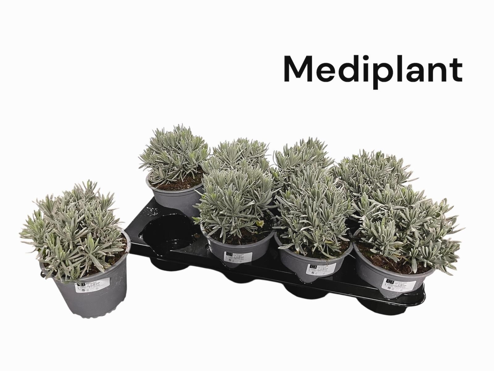 Горшечные цветы и растения оптом Lavan Angustifolia от 8шт из Голландии с доставкой по России