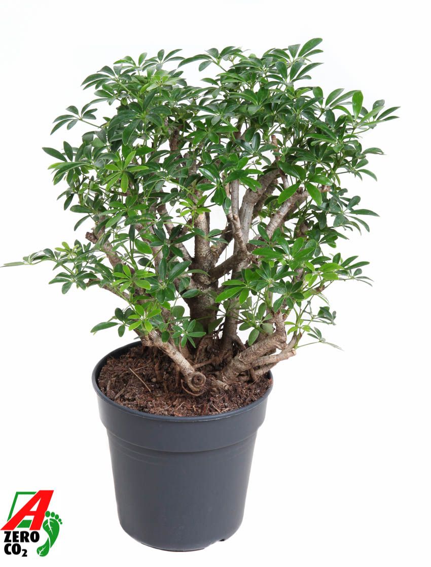 Горшечные цветы и растения оптом Schefflera Luseana Branched от 1шт из Голландии с доставкой по России