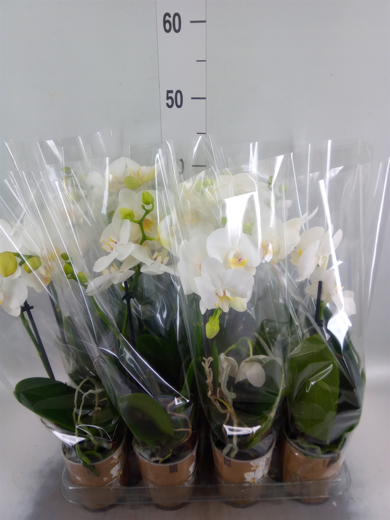 Горшечные цветы и растения оптом Phalaenopsis Multi.   ...white от 12шт (для телеги) из Голландии с доставкой по России