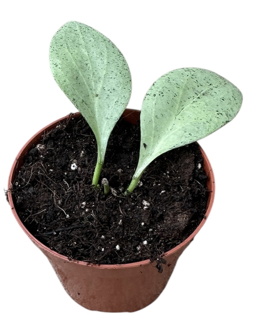 Горшечные цветы и растения оптом Hoya New Guinea Ghost от 1шт (для телеги) из Голландии с доставкой по России