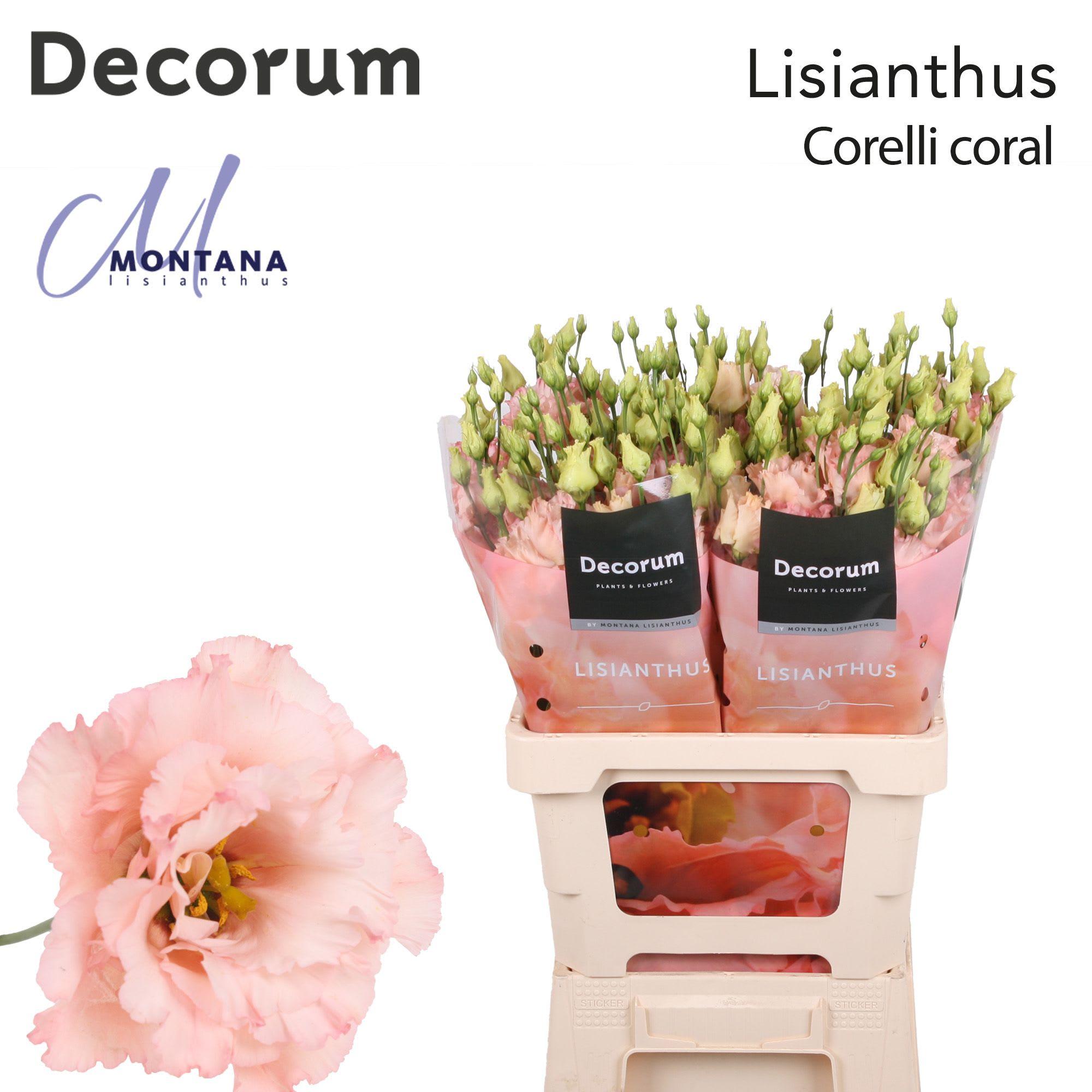 Срезанные цветы оптом Lisianthus do corelli coral от 20шт из Голландии с доставкой по России