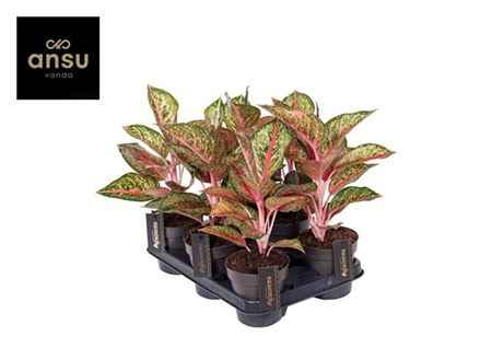 Горшечные цветы и растения оптом Aglaonema Paradise Red от 6шт из Голландии с доставкой по России