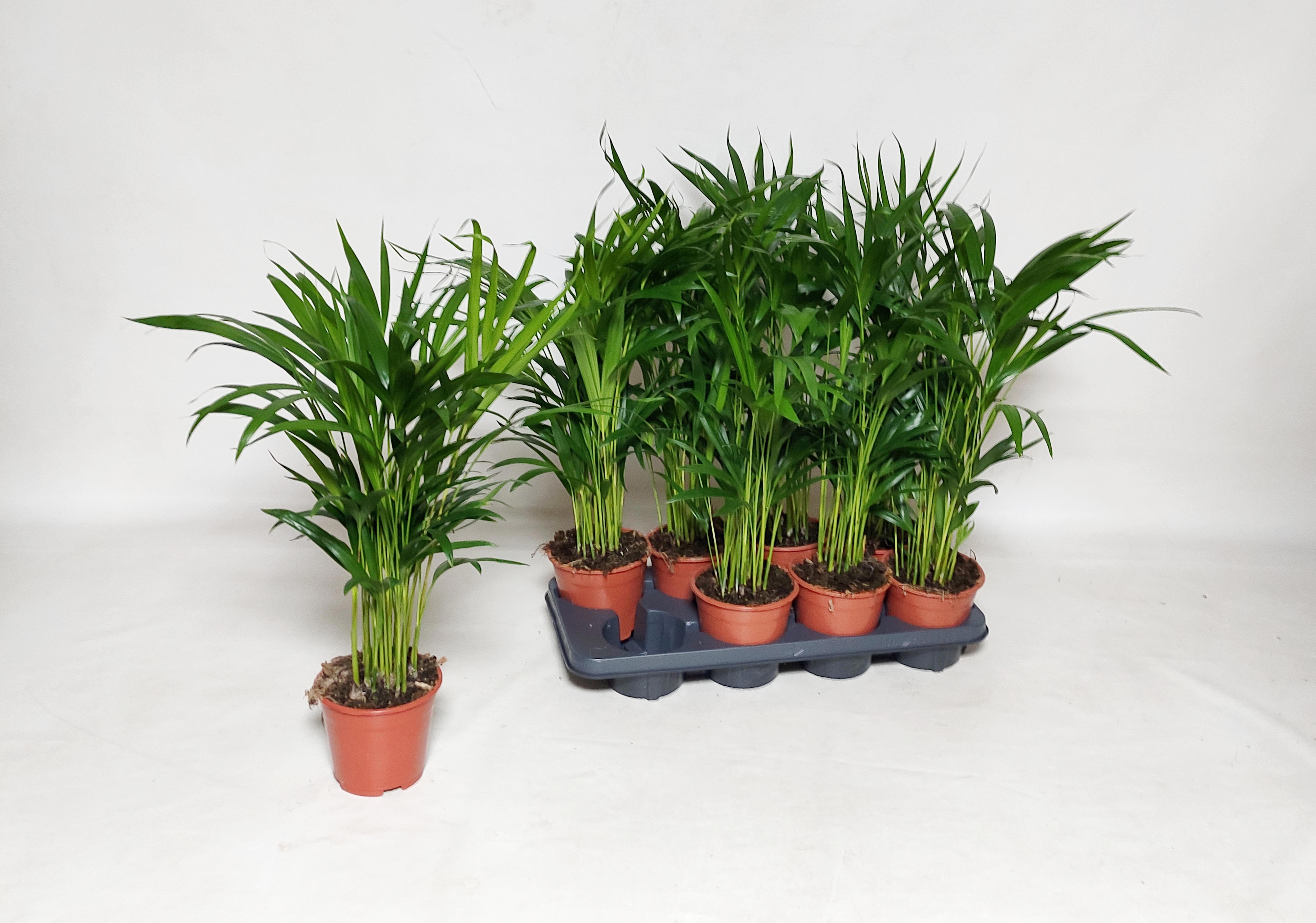 Горшечные цветы и растения оптом Dypsis Lutescens от 8шт из Голландии с доставкой по России