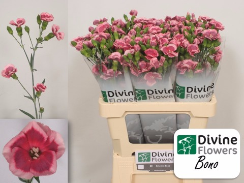 Срезанные цветы оптом Dianthus sp solomio bono от 60шт из Голландии с доставкой по России