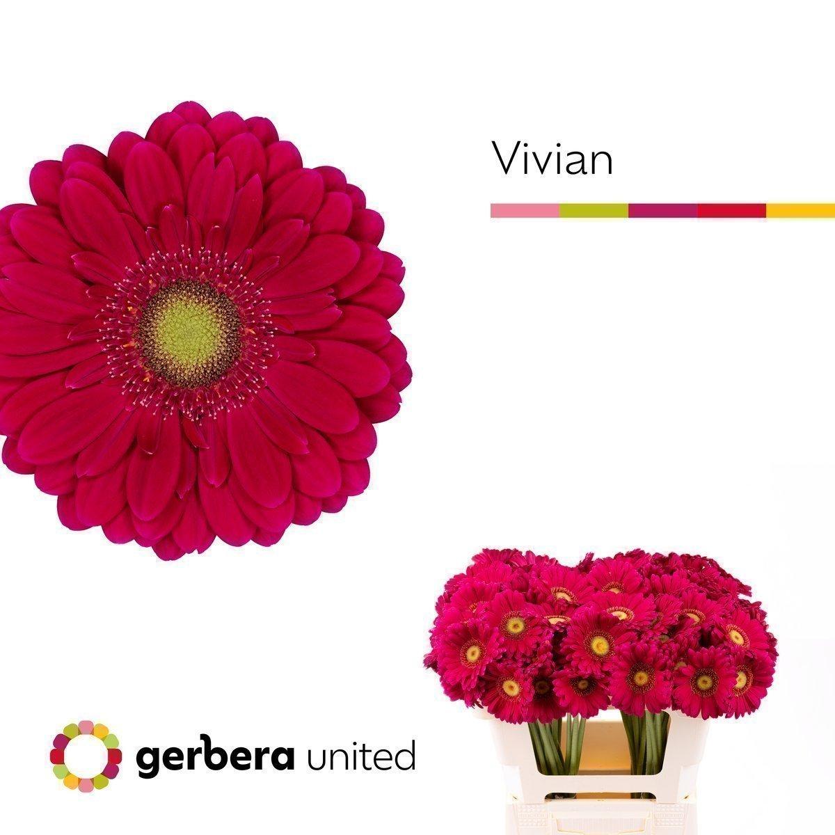 Срезанные цветы оптом Germini vivian от 60шт. из Голландии с доставкой по России