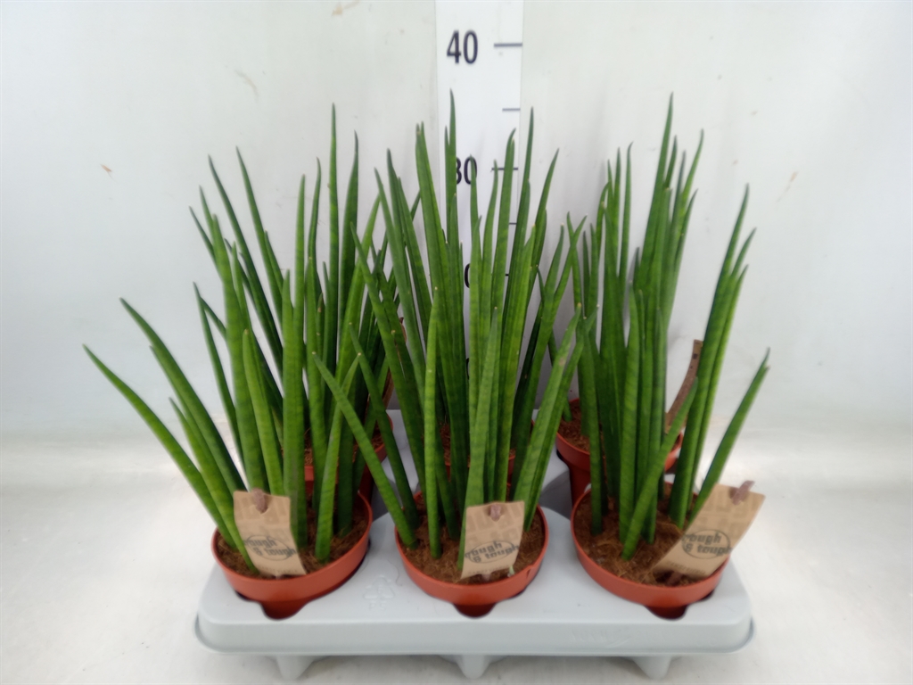 Горшечные цветы и растения оптом Sansevieria Bacularis от 6шт из Голландии с доставкой по России