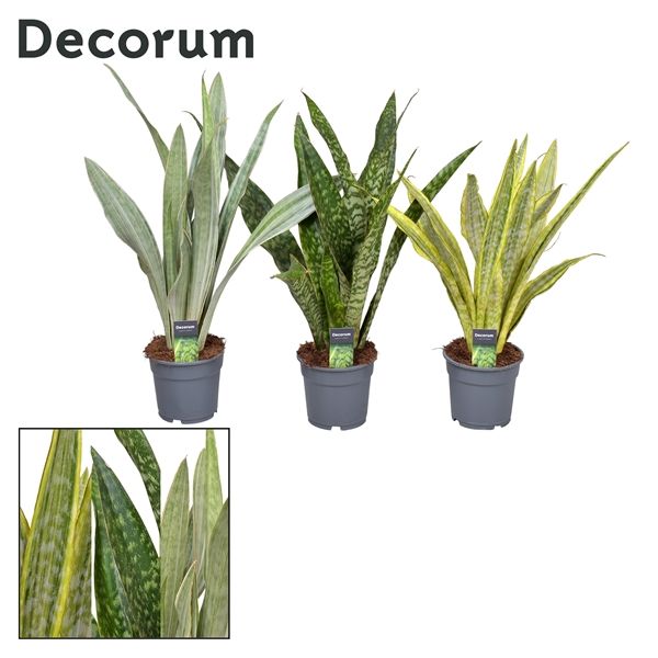 Горшечные цветы и растения оптом Sansevieria Aubrytniana Special Mix (decorum) от 1шт из Голландии с доставкой по России