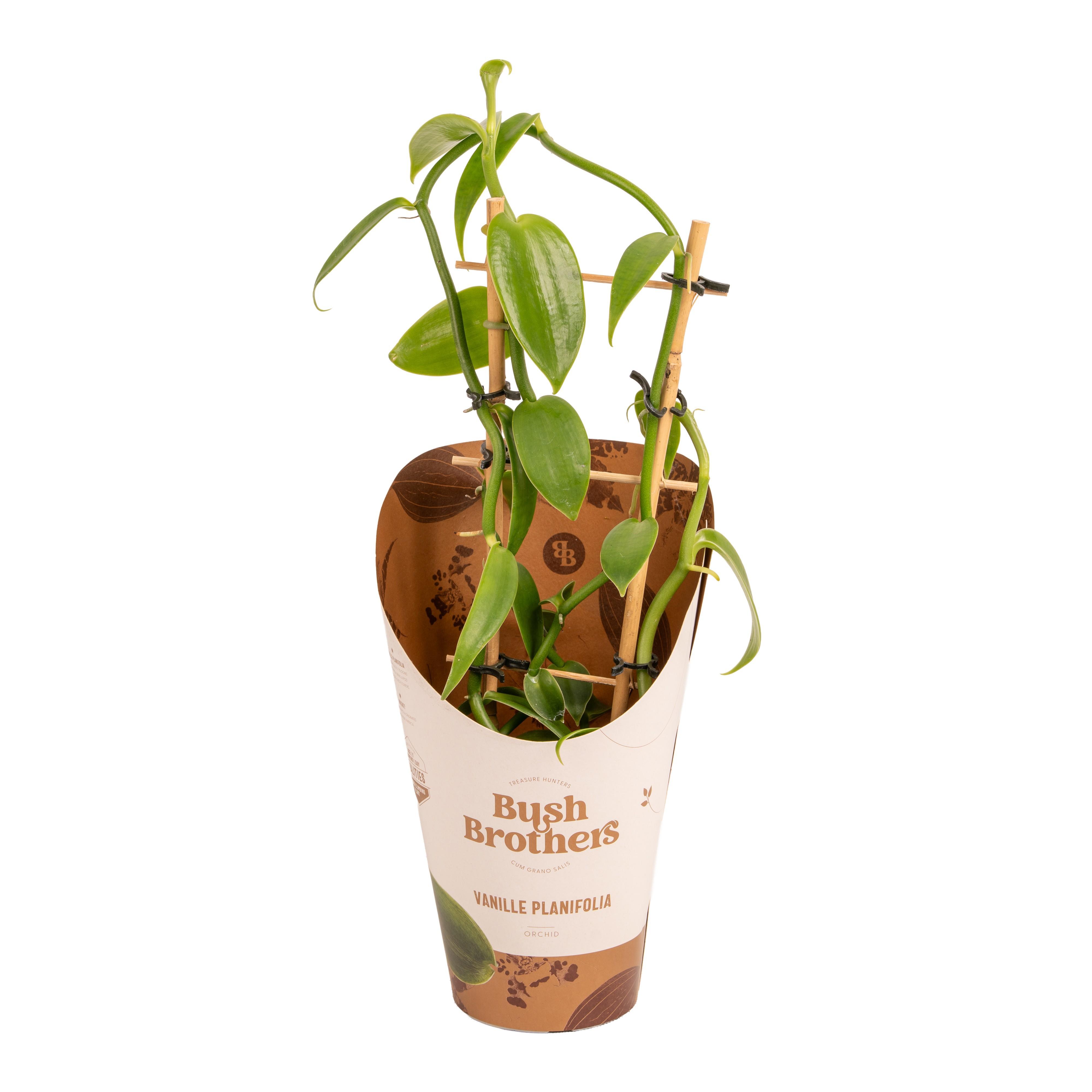 Горшечные цветы и растения оптом Vanilla Planifolia Green Reck от 6шт из Голландии с доставкой по России