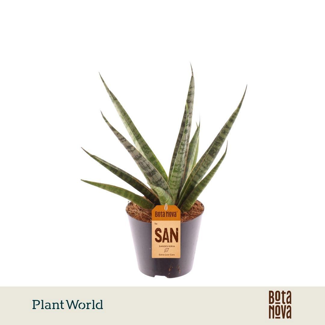 Горшечные цветы и растения оптом Sansevieria Sem от 11шт из Голландии с доставкой по России