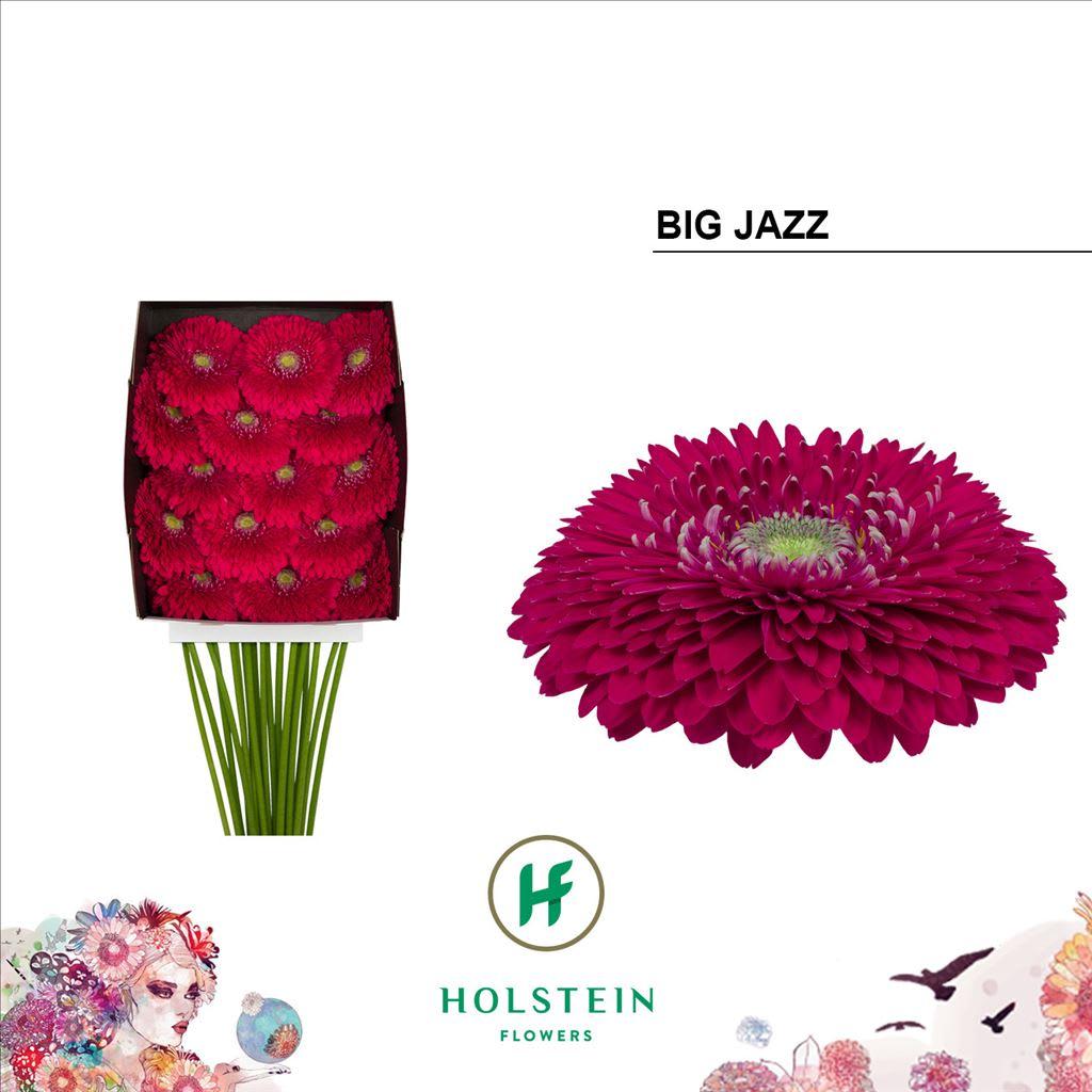 Срезанные цветы оптом Gerbera diamond gerponi big jazz от 15шт из Голландии с доставкой по России