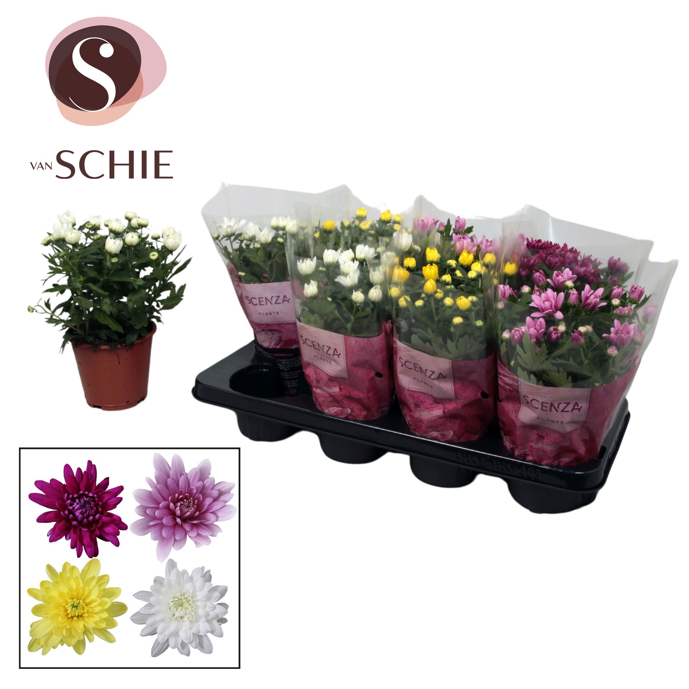 Горшечные цветы и растения оптом Chrys Grandezza Mix (scenza) от 8шт из Голландии с доставкой по России
