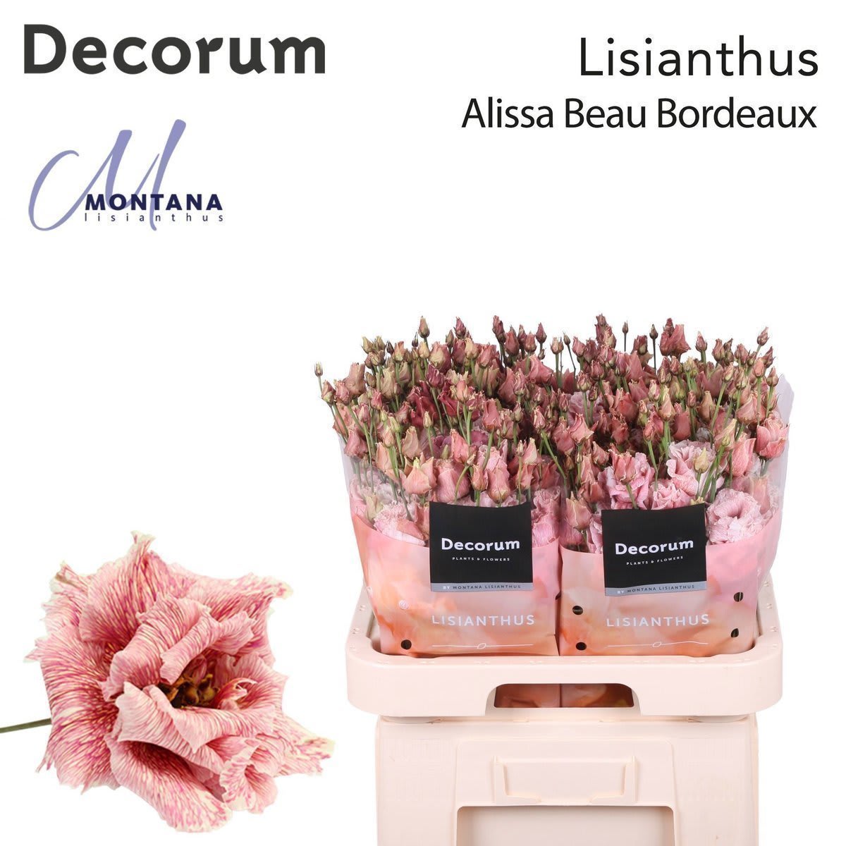 Срезанные цветы оптом Lisianthus do paint alissa beau bordeaux от 140шт. из Голландии с доставкой по России