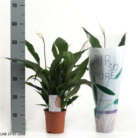 Горшечные цветы и растения оптом Spath Sweet Chico 5+ (air So Pure) от 8шт из Голландии с доставкой по России