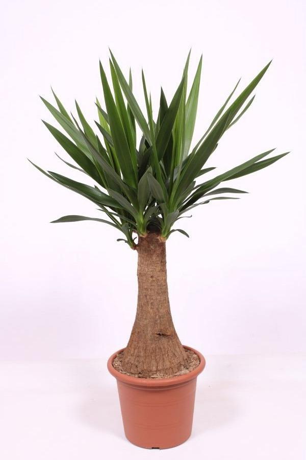 Горшечные цветы и растения оптом Yucca Maya Rechte Stam 45cm от 1шт из Голландии с доставкой по России