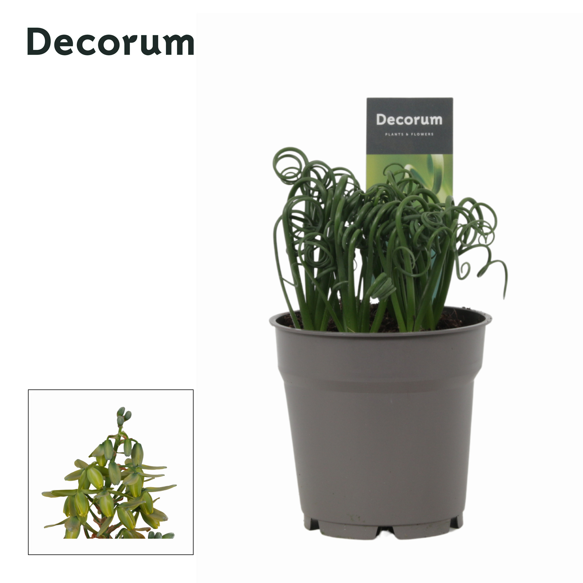 Горшечные цветы и растения оптом Albuca Spiralis Frizzle Sizzle (decorum) от 6шт из Голландии с доставкой по России