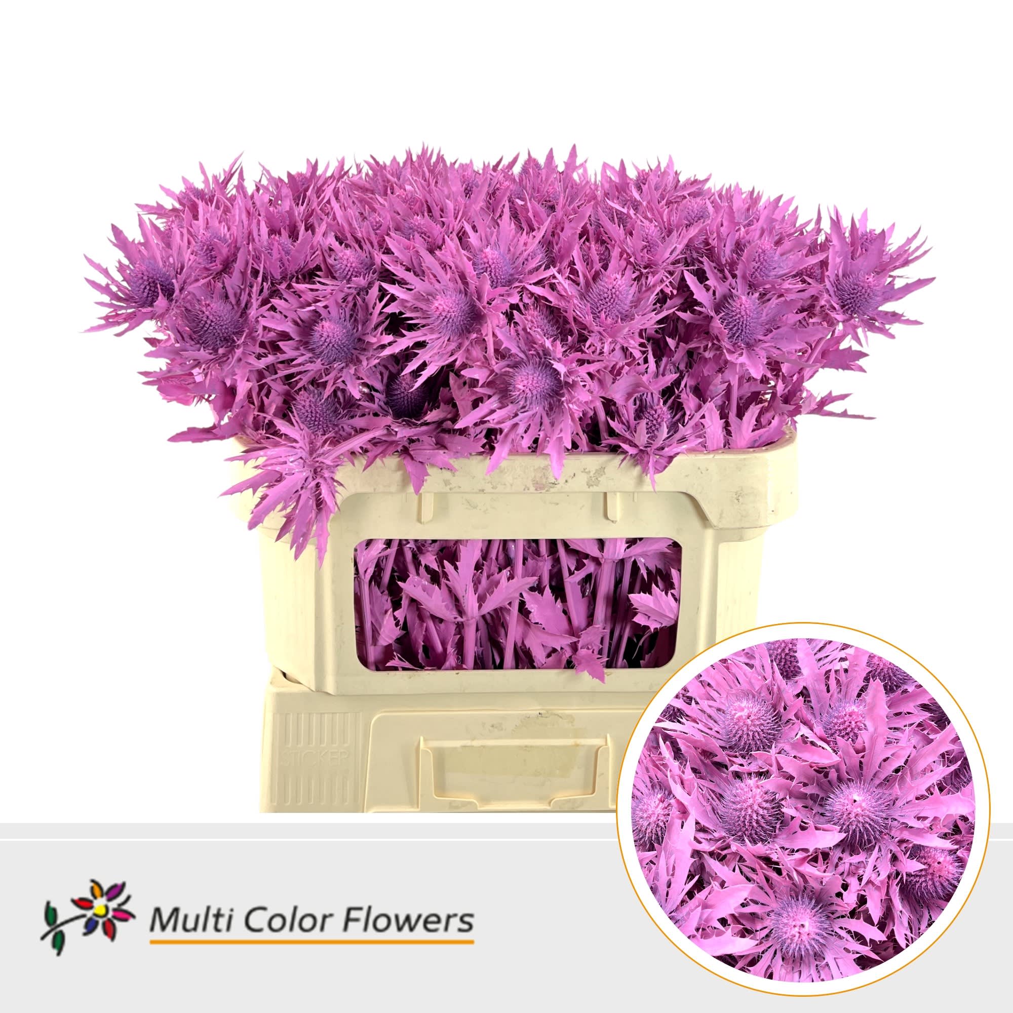 Срезанные цветы оптом Eryngium paint pink от 30шт из Голландии с доставкой по России