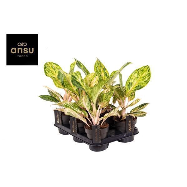 Горшечные цветы и растения оптом Aglaonema Peach Pearl от 6шт из Голландии с доставкой по России