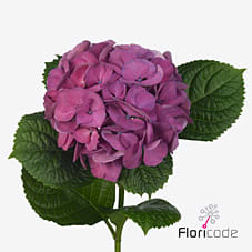 Срезанные цветы оптом Hydrangea saint tropez от 10шт из Голландии с доставкой по России