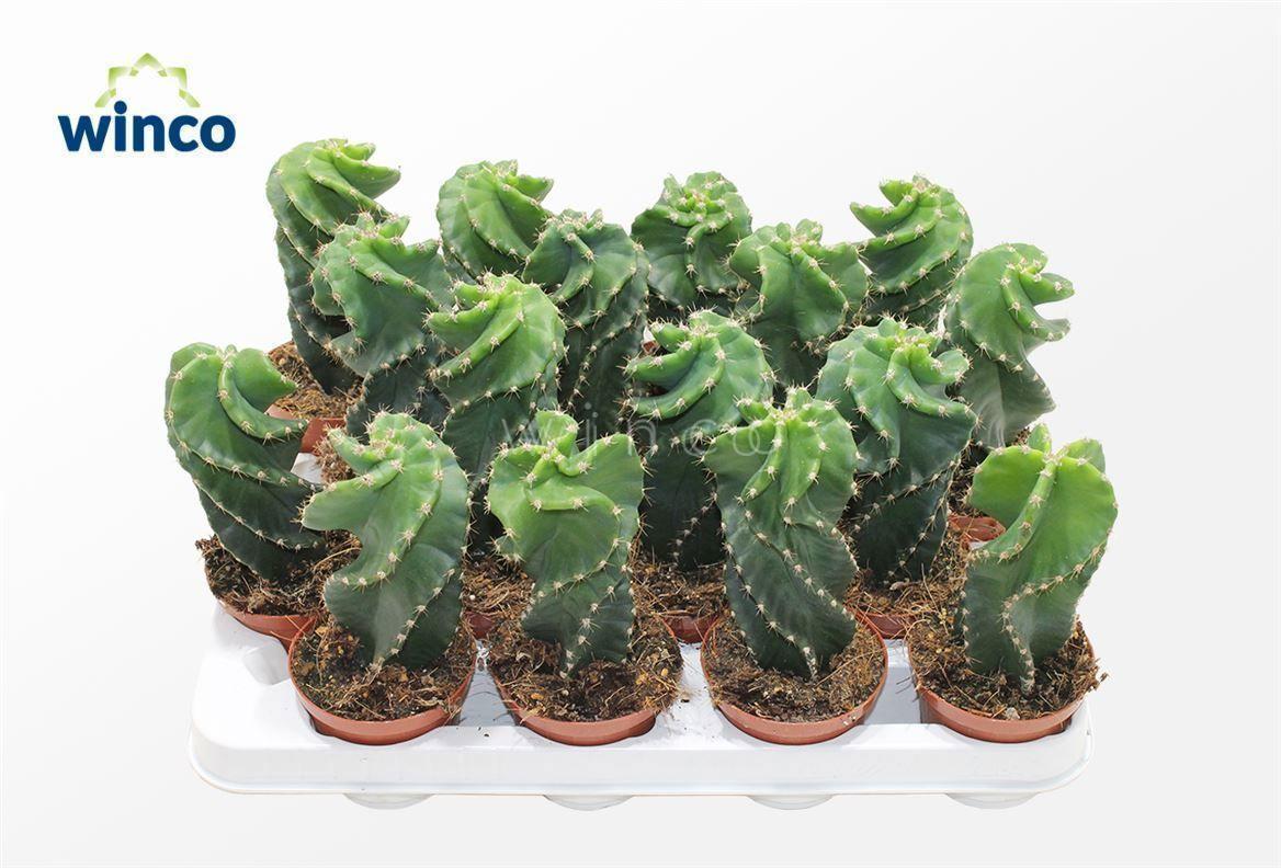 Горшечные цветы и растения оптом Cere Ov от 16шт (для телеги) из Голландии с доставкой по России