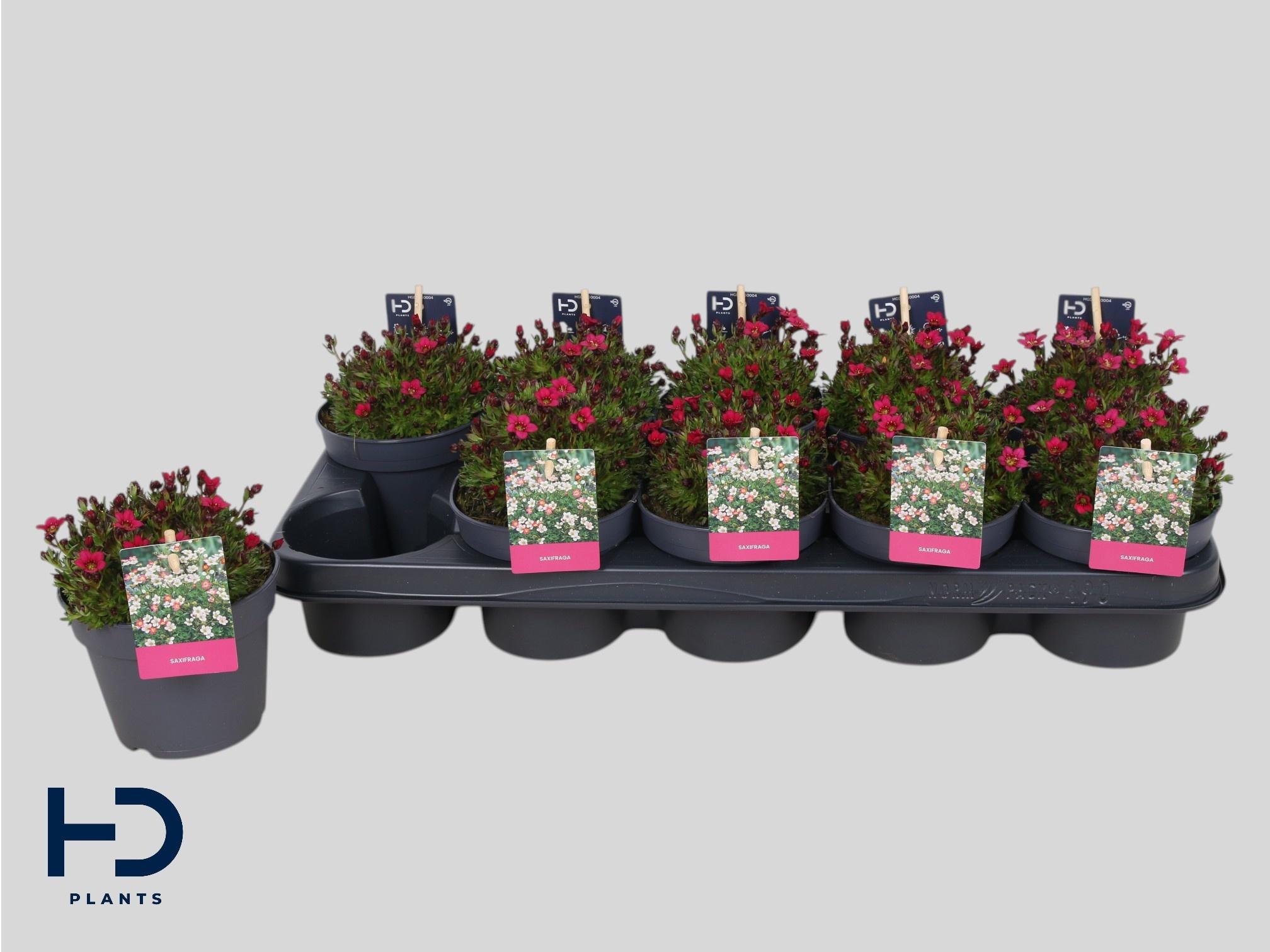 Горшечные цветы и растения оптом Saxif Ar Marto Rose от 10шт из Голландии с доставкой по России