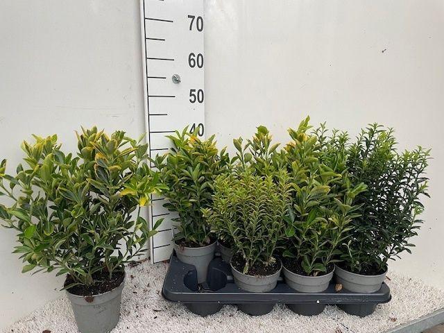 Горшечные цветы и растения оптом Euonymus Jap Gem от 8шт из Голландии с доставкой по России