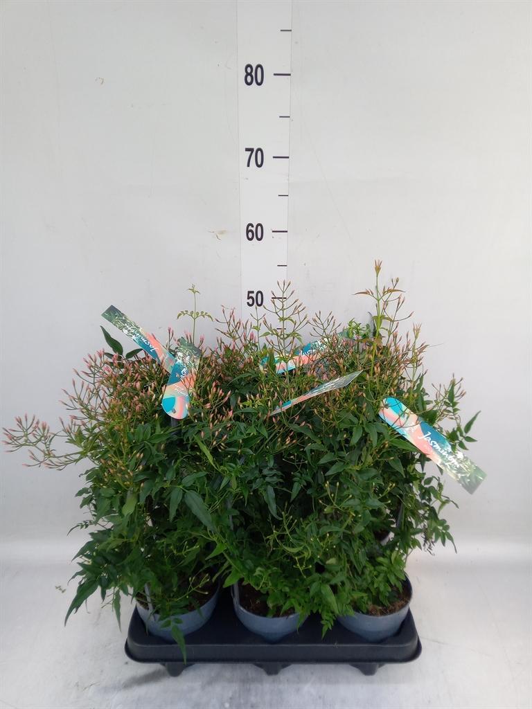 Горшечные цветы и растения оптом Jasminum Polyanthum от 6шт из Голландии с доставкой по России
