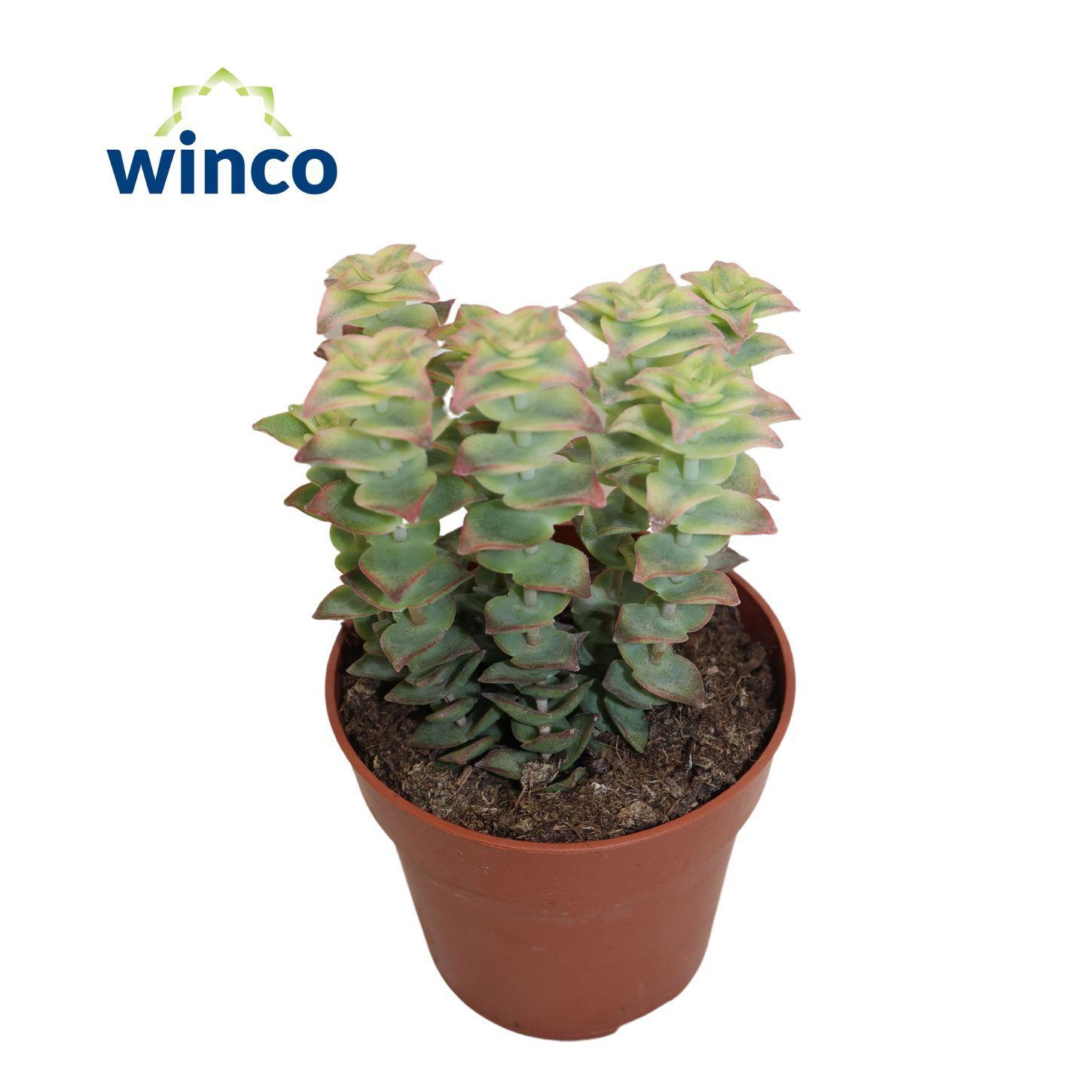 Горшечные цветы и растения оптом Crassula Perforata Variegata от 18шт (для телеги) из Голландии с доставкой по России