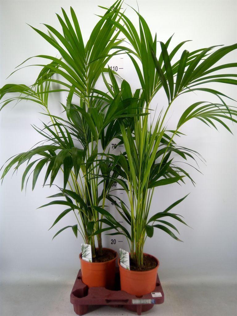 Горшечные цветы и растения оптом Howea Forsteriana от 2шт из Голландии с доставкой по России