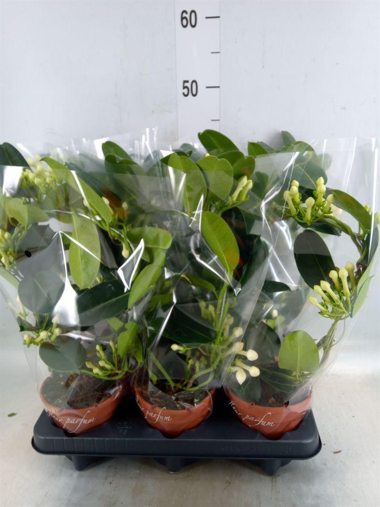 Горшечные цветы и растения оптом Stephanotis Floribunda   ... от 6шт' из Голландии с доставкой по России