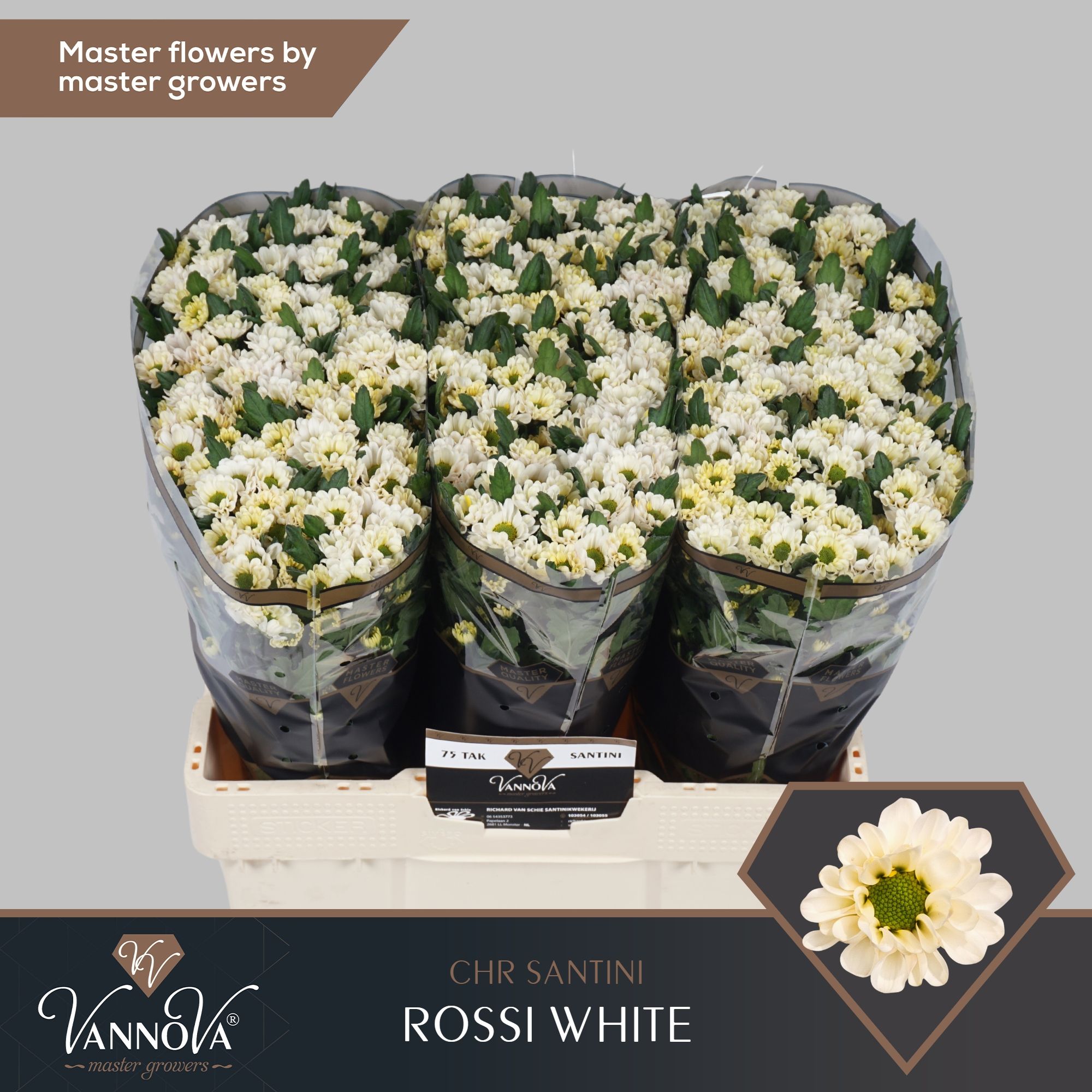 Срезанные цветы оптом Chrys sa rossi white от 75шт. из Голландии с доставкой по России