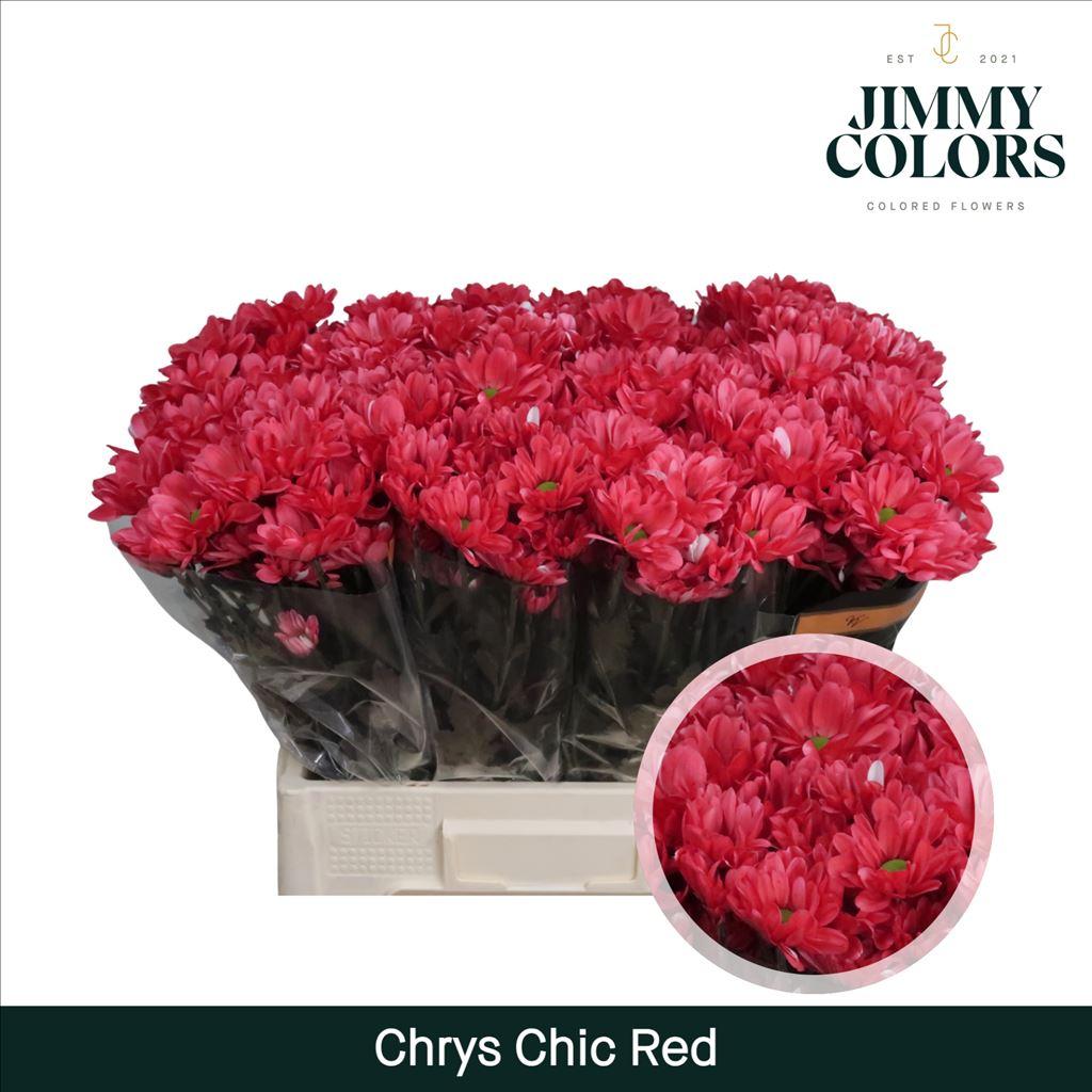 Срезанные цветы оптом Chrys sp paint chic red от 40шт из Голландии с доставкой по России