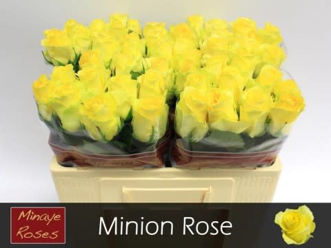 Срезанные цветы оптом Rosa large minion rose от 50шт. из Голландии с доставкой по России
