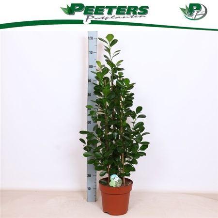 Горшечные цветы и растения оптом Ficus Moclame On Reck от 1шт из Голландии с доставкой по России