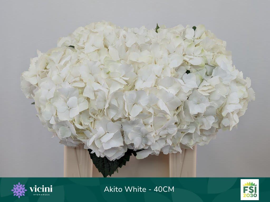 Срезанные цветы оптом Hydrangea my beautiful akito от 10шт из Голландии с доставкой по России