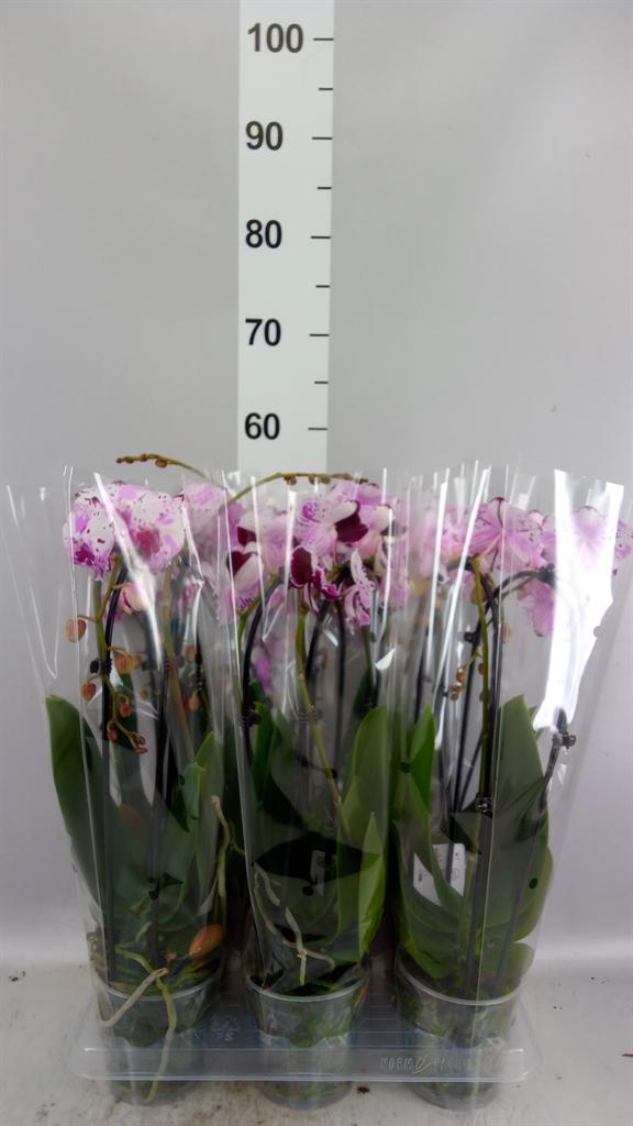 Горшечные цветы и растения оптом Phalaenopsis Multi. ...rose AA от 6шт (для телеги) из Голландии с доставкой по России