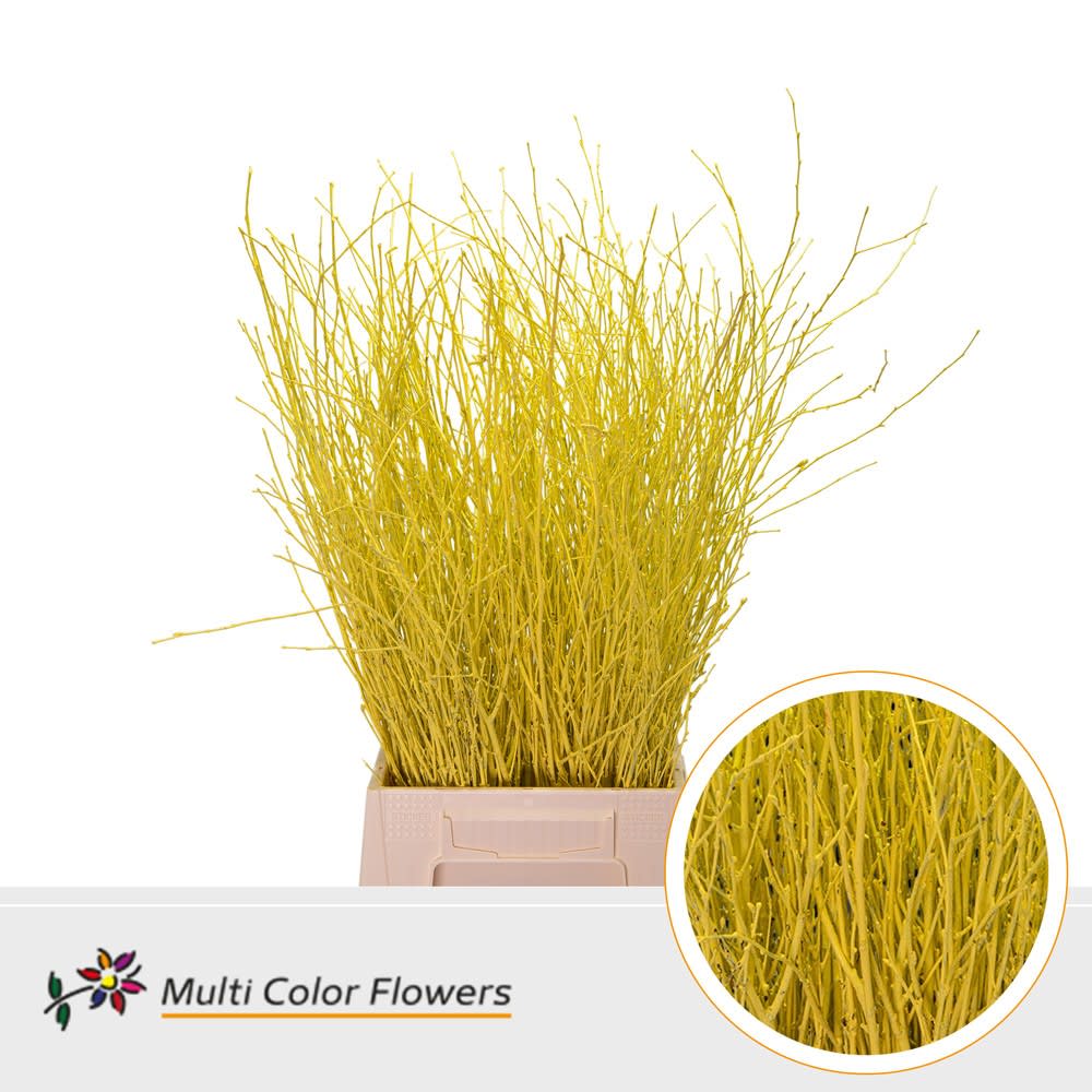 Срезанные цветы оптом Betula paint yellow от 100шт из Голландии с доставкой по России