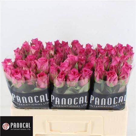 Срезанные цветы оптом Rosa large pink sudoku от 80шт из Голландии с доставкой по России