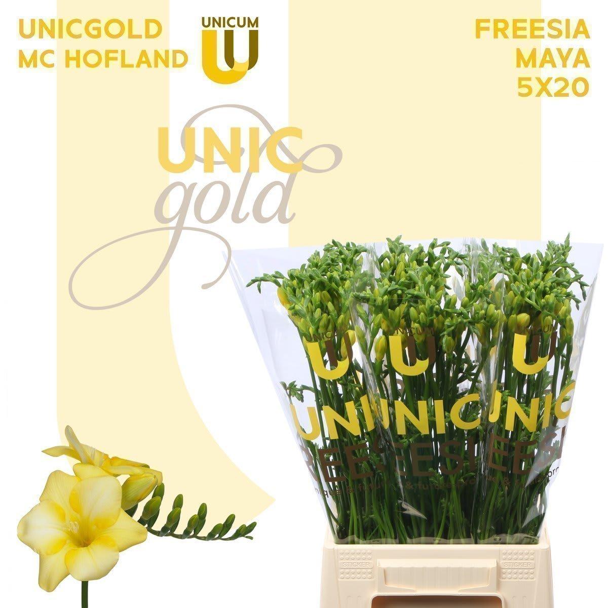 Срезанные цветы оптом Freesia si yelena от 100шт из Голландии с доставкой по России