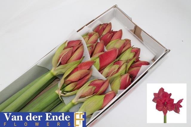 Срезанные цветы оптом Hippeastrum isabella от 18шт из Голландии с доставкой по России