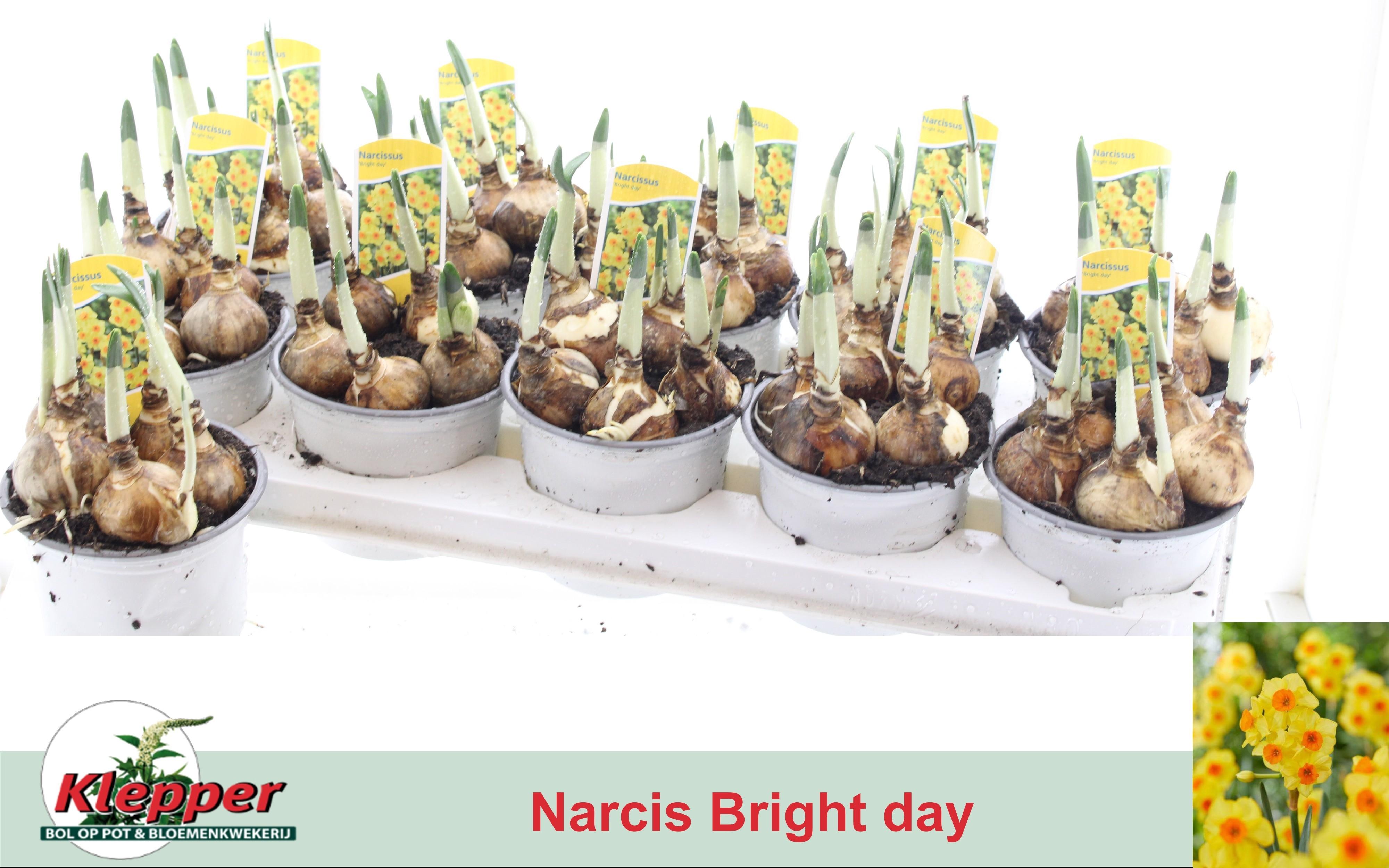 Горшечные цветы и растения оптом Narc Ov от 10шт из Голландии с доставкой по России