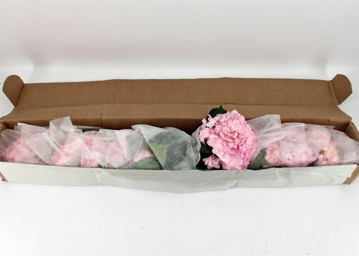 Срезанные цветы оптом Hydrangea pink light от 12шт из Голландии с доставкой по России