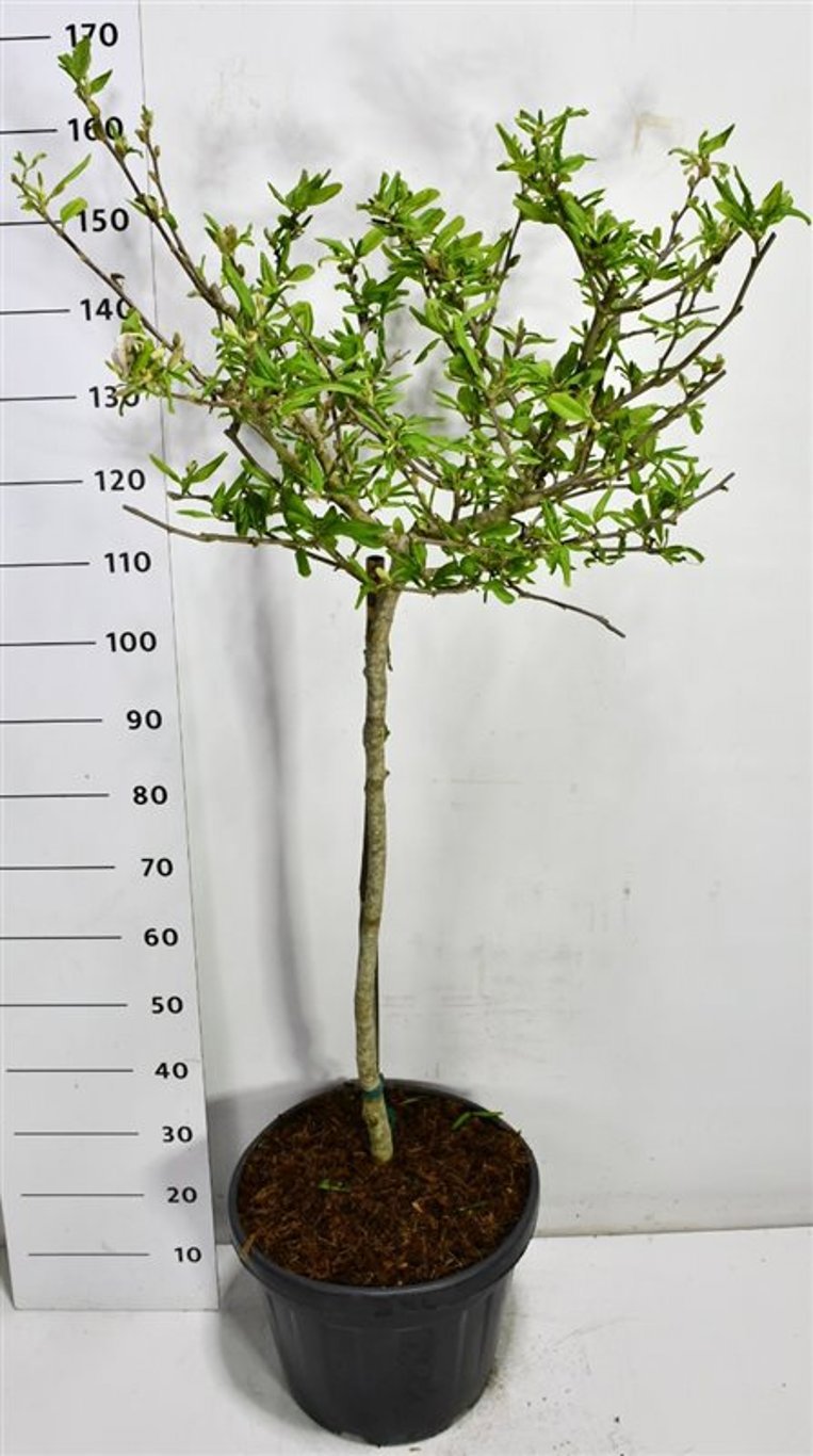 Горшечные цветы и растения оптом Magnolia Stel Rosea On Stem от 1шт из Голландии с доставкой по России
