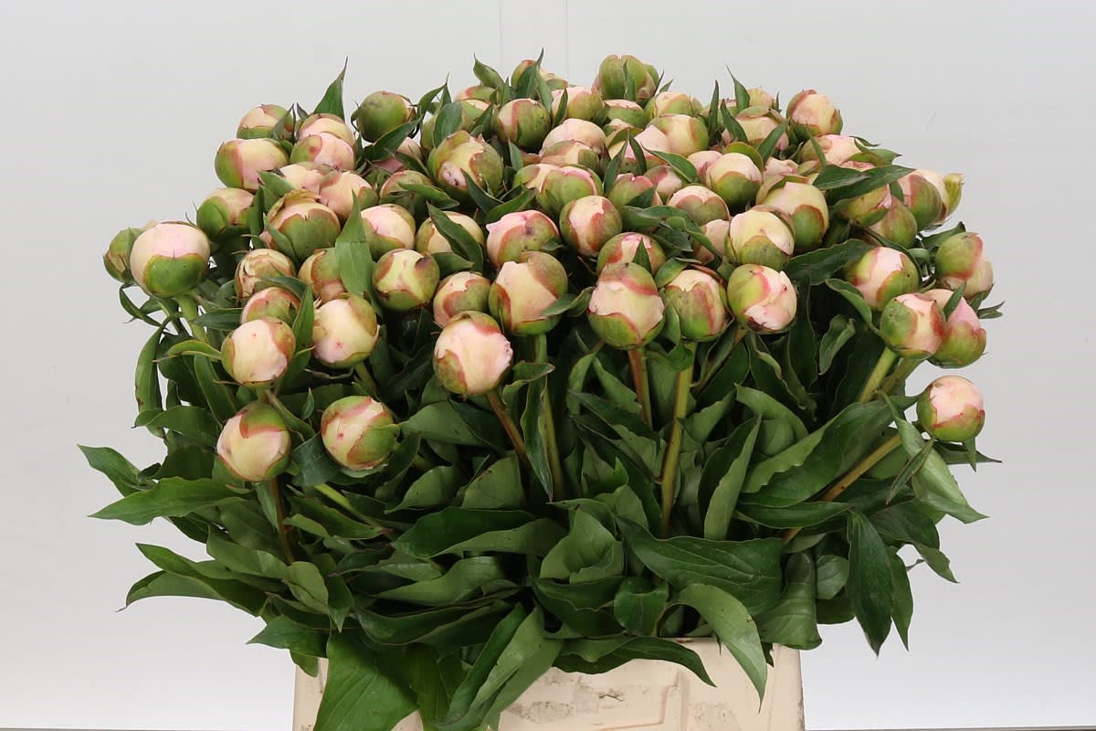 Срезанные цветы оптом Paeonia pecher от 100шт из Голландии с доставкой по России