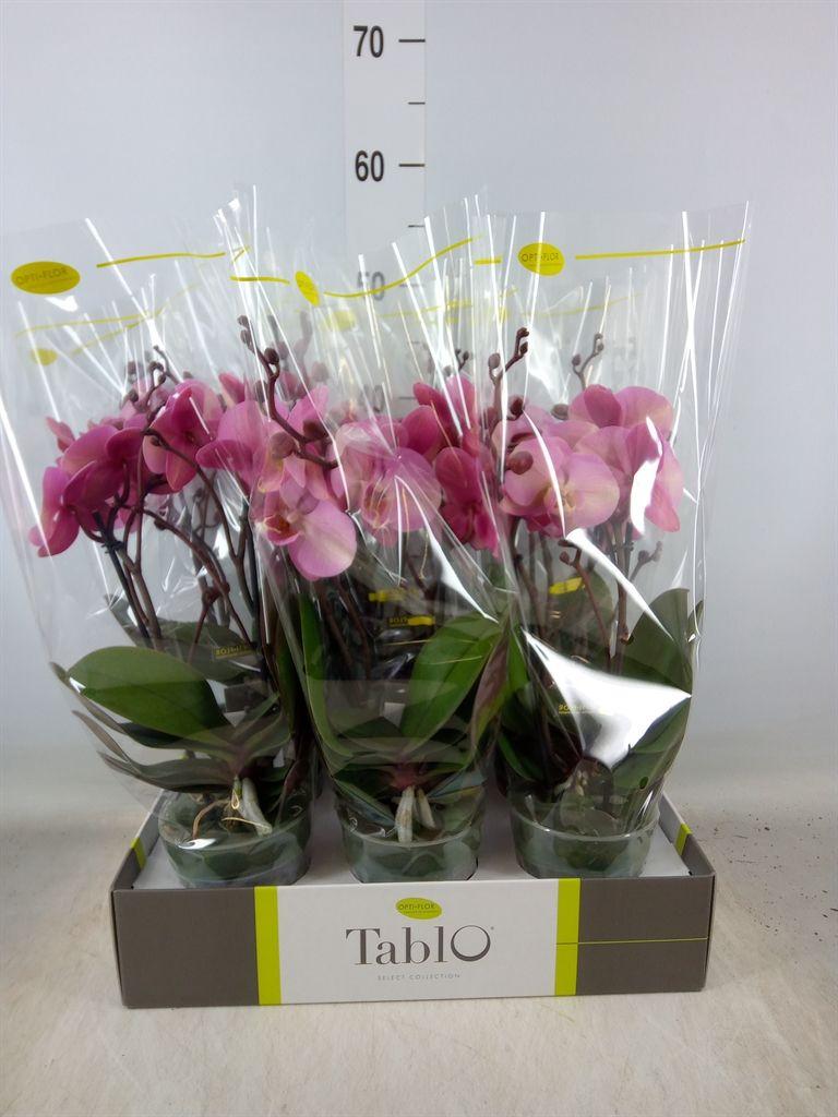 Горшечные цветы и растения оптом Phal 2st Adele (opti) от 6шт из Голландии с доставкой по России