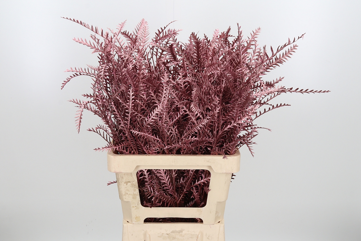 Срезанные цветы оптом Grevillea ivanhoe paint gold pink от 50шт из Голландии с доставкой по России