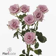 Срезанные цветы оптом Rosa sp leila от 40шт из Голландии с доставкой по России