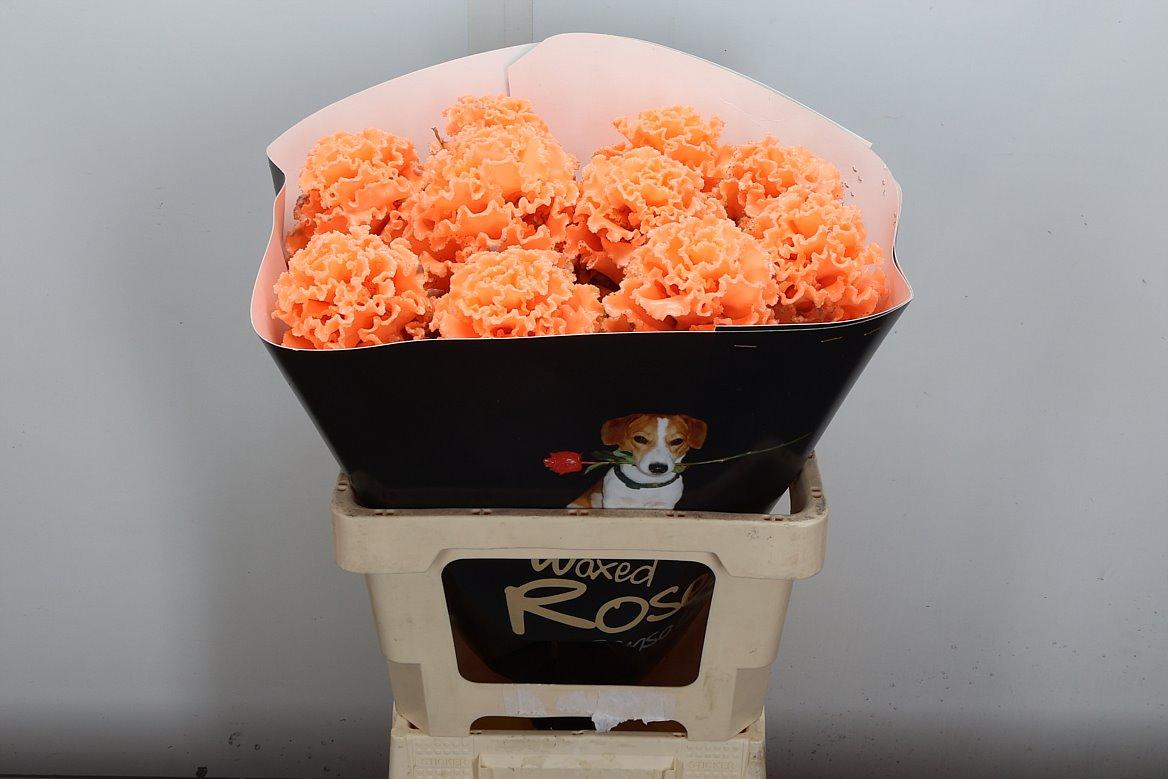 Срезанные цветы оптом Brassica wax fringed versilia от 10шт из Голландии с доставкой по России